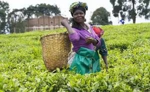 Communication non violente